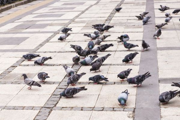 Dépigeonnage Mougins